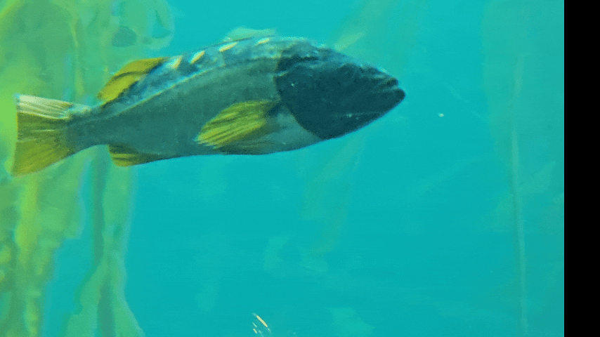 Yellowfin cod with black face